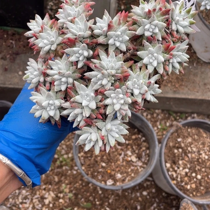 疯***615号白菊多肉植物