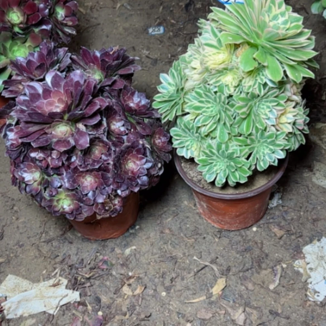 【闪购商品】昆****赛多肉植物两个39