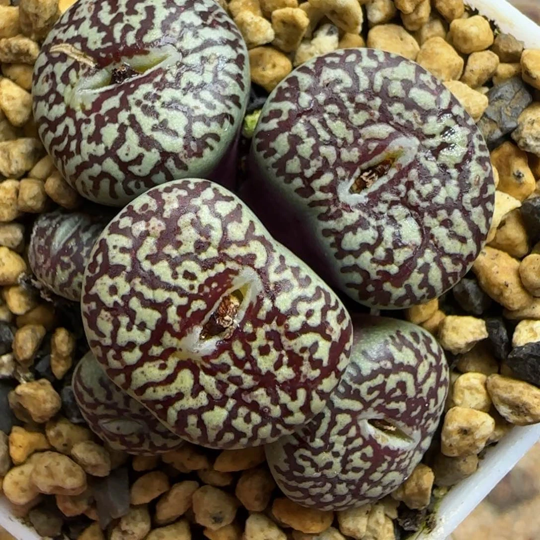 多肉巨型超墨8号