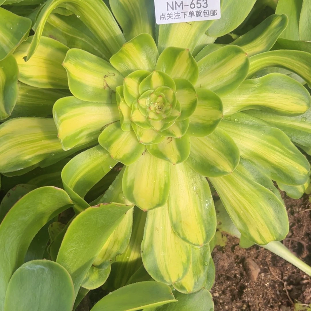 暴君多肉植物653