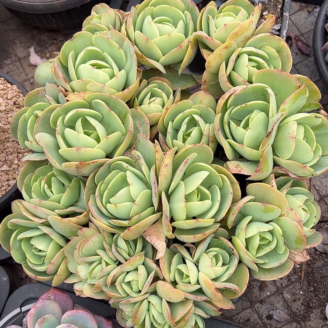 碧桃大群带朵朵缀化