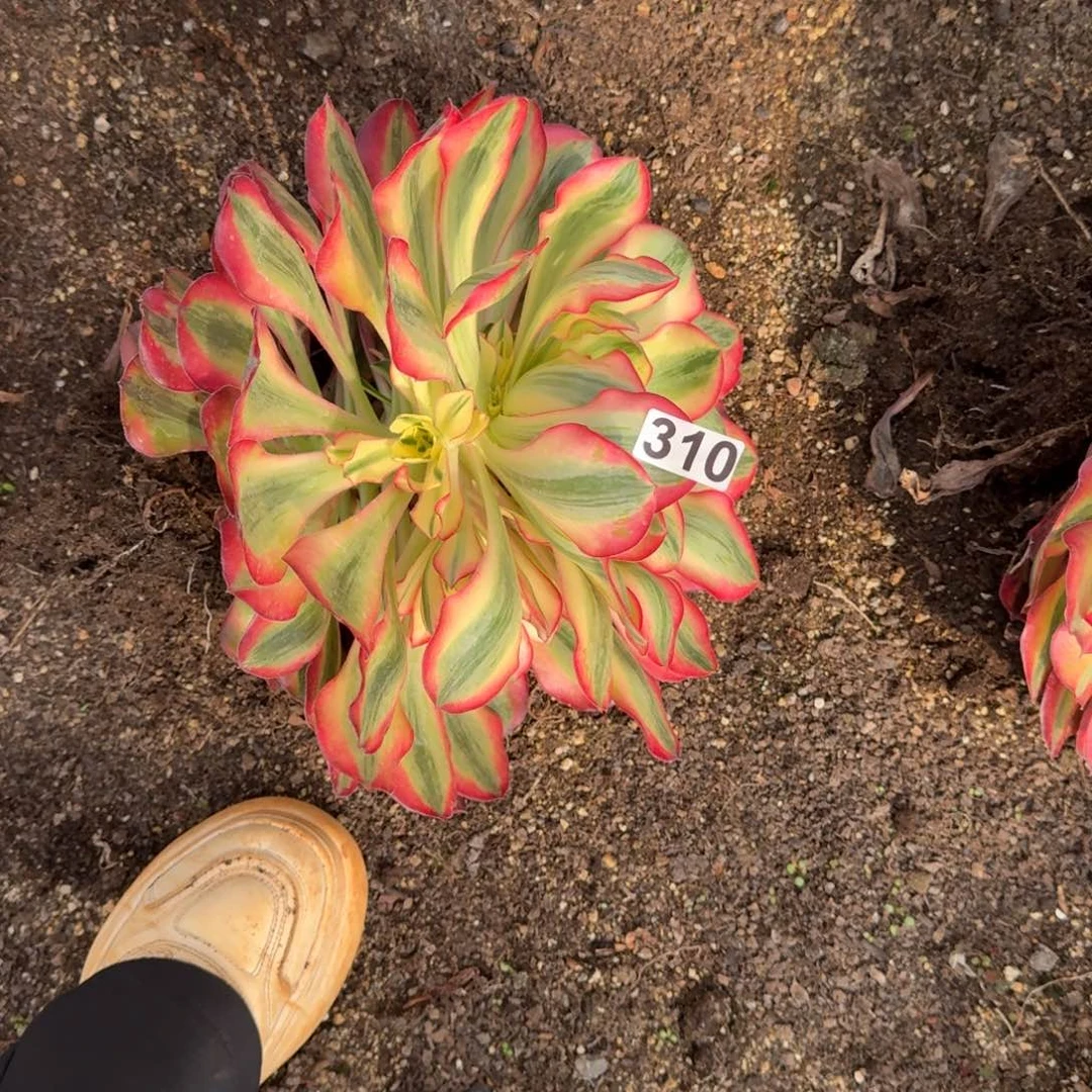 310多肉植物爱丽丝