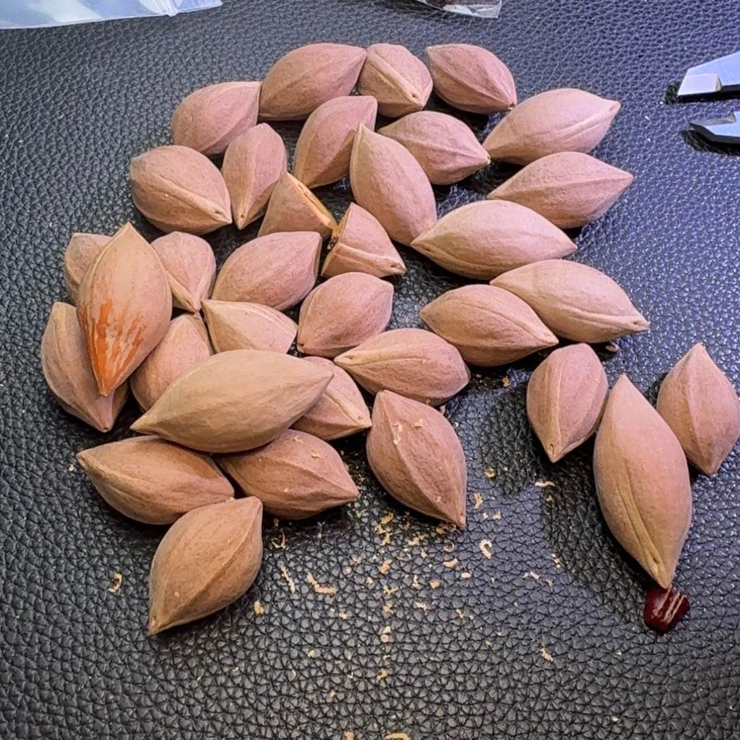 橙***店手串/手链橄榄核1