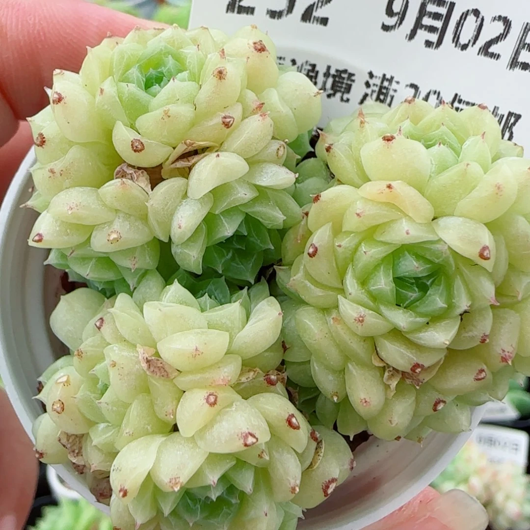 花语逸镜0902-252散