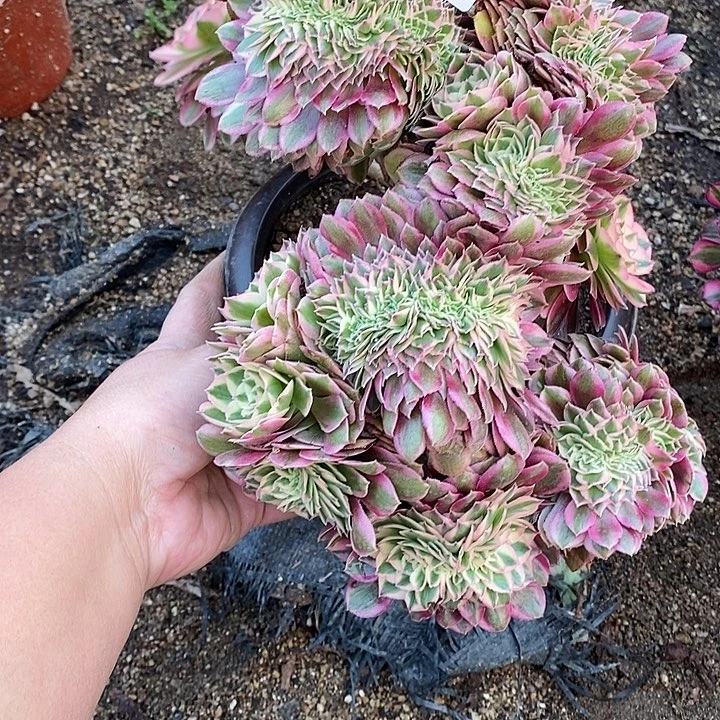 多肉植物倾城缀647多肉