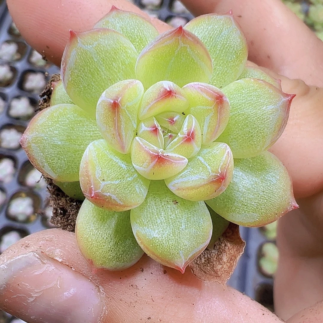 雪花珍妮3个19包邮多肉植物