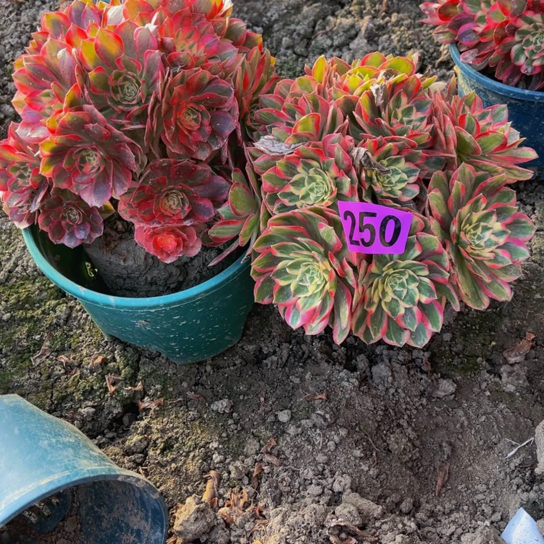 两盆法师26///【19包邮