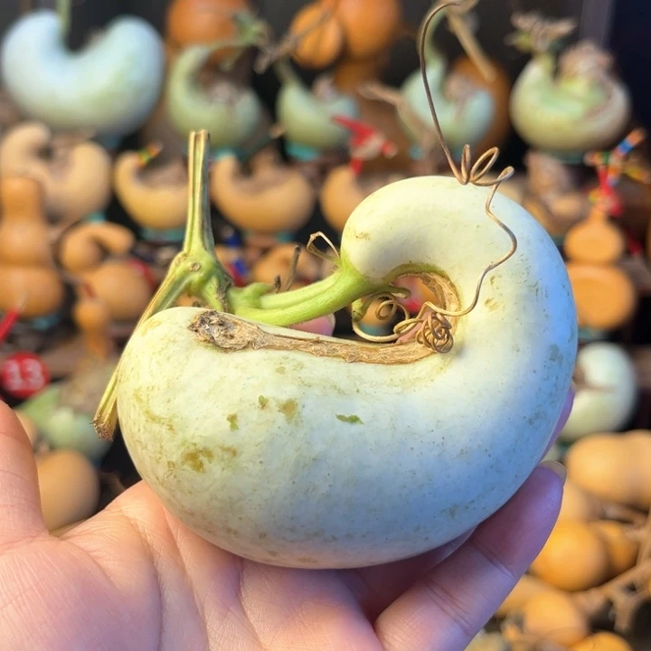 白***猫青皮葫芦包邮不包其他