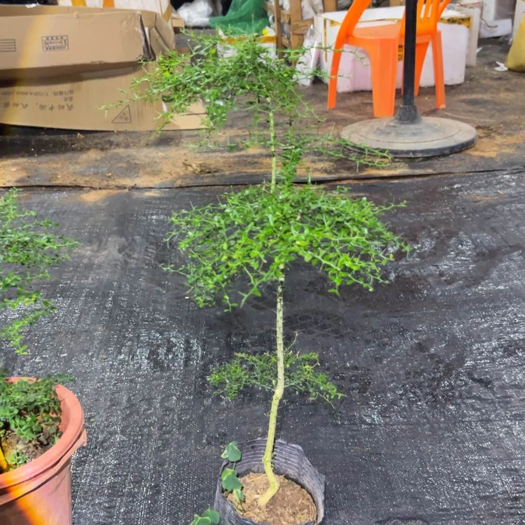 无花朵绿植盆栽植物花卉