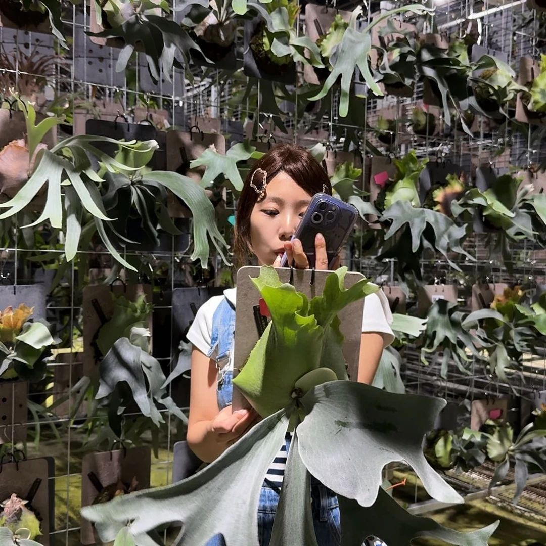 不开花植物A706-银华孢子苗