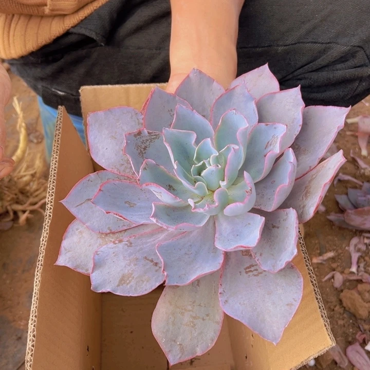 小***梨地栽晚霞1棵和高莎装一起（包邮不包损）