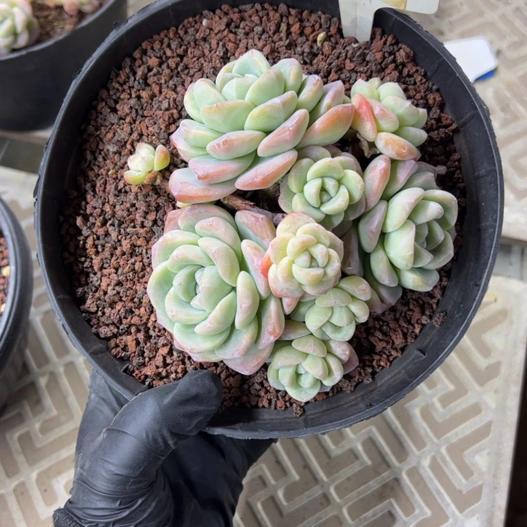 红陶@*豆88号多肉植物