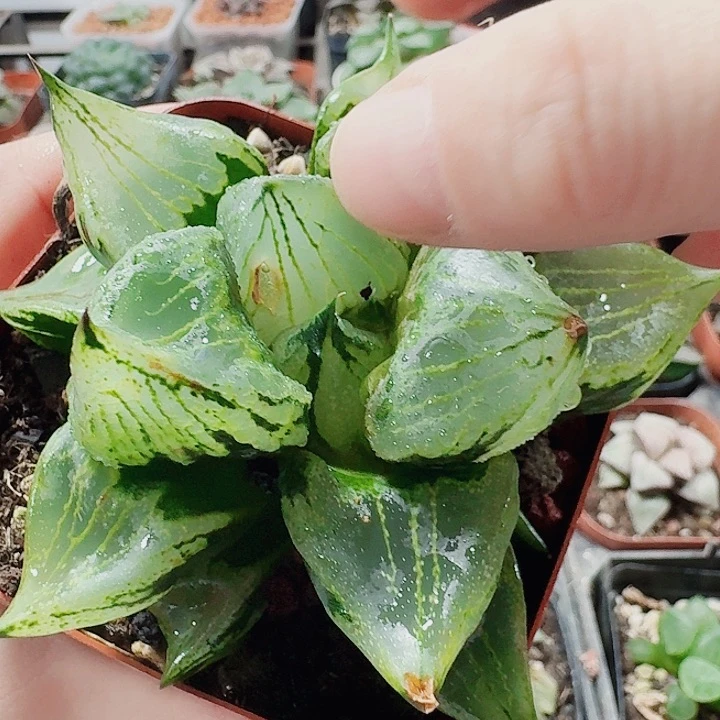 无花朵十二卷。 裹班若微瑕。福利