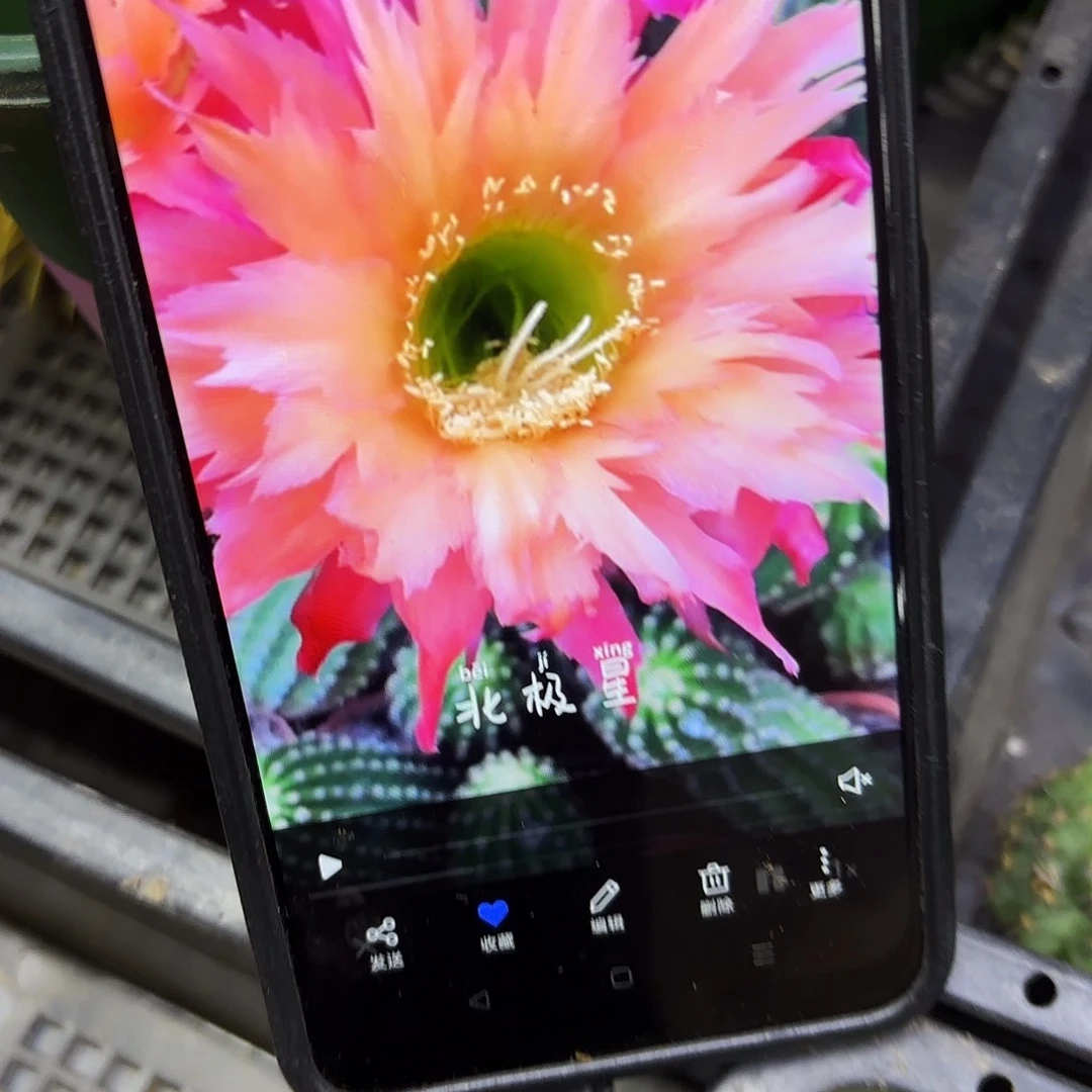 北极星毛侧牙20包邮21