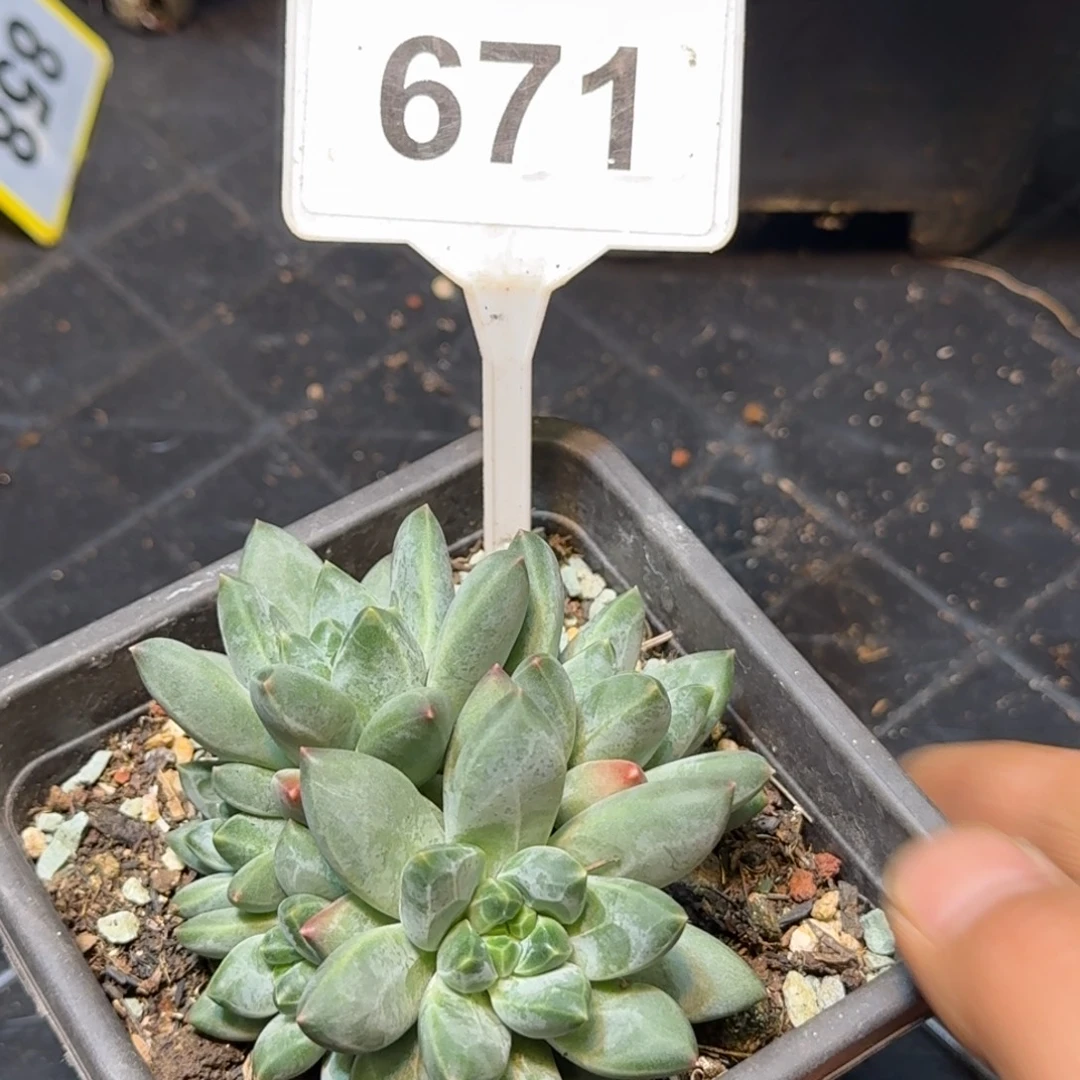 多肉植物彩体莫吉托671
