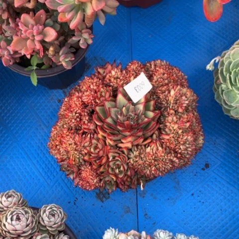 刘***6003乌木缀化