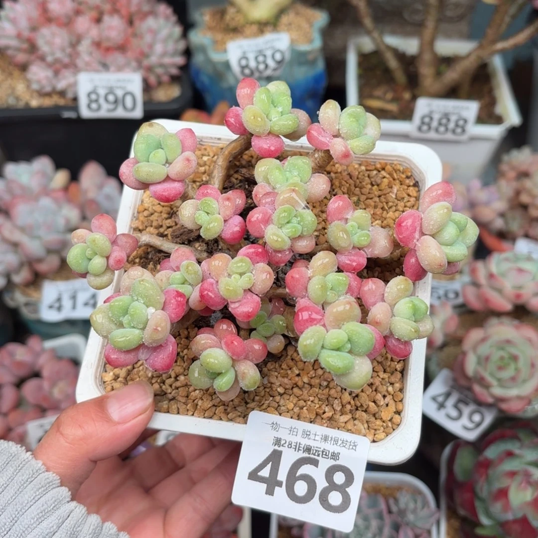 鱼子酱老桩无盆土发货