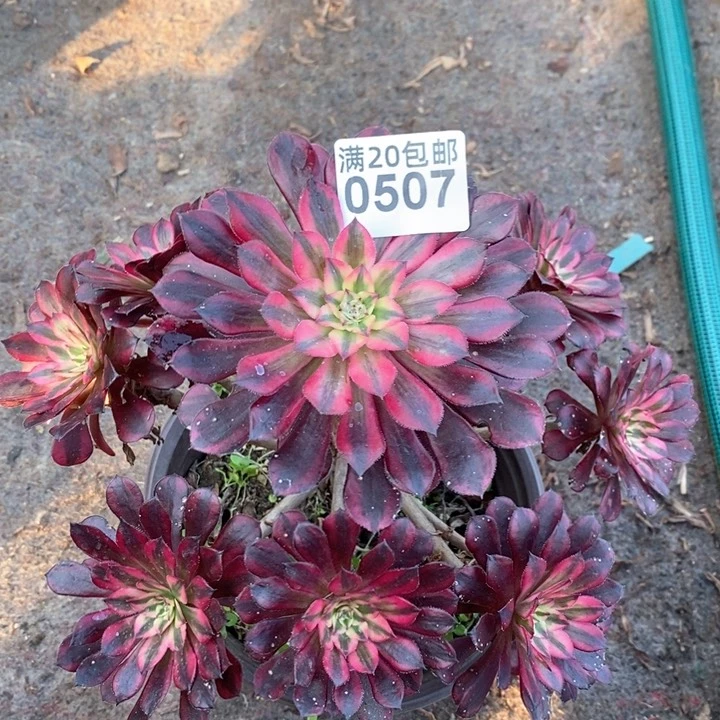 0507 一颗黑铜壶法师