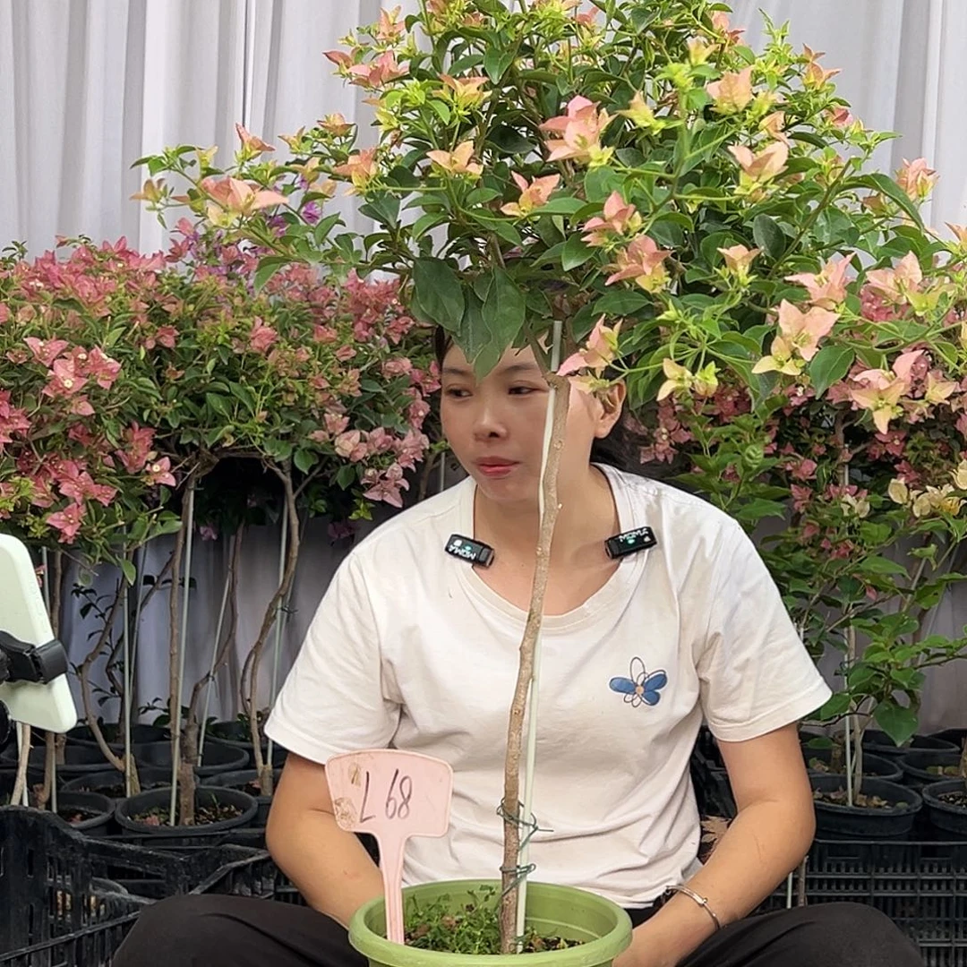 星***星当前无花栽培后可以开花L68卡亚塔