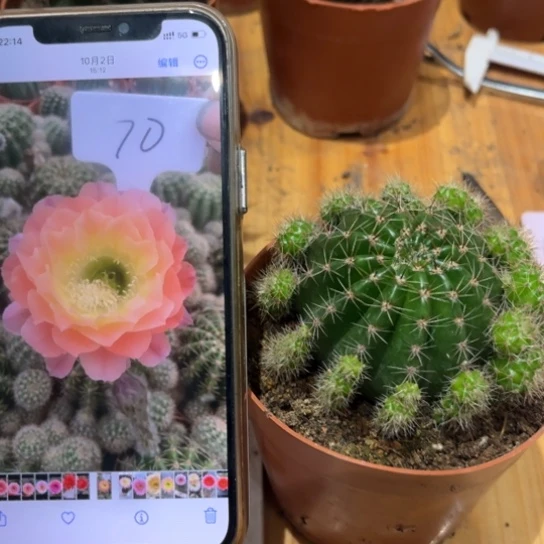 彩草新品70号5-6公分左右