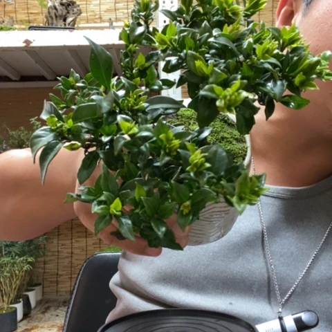 红陶一物一拍所见即所得59