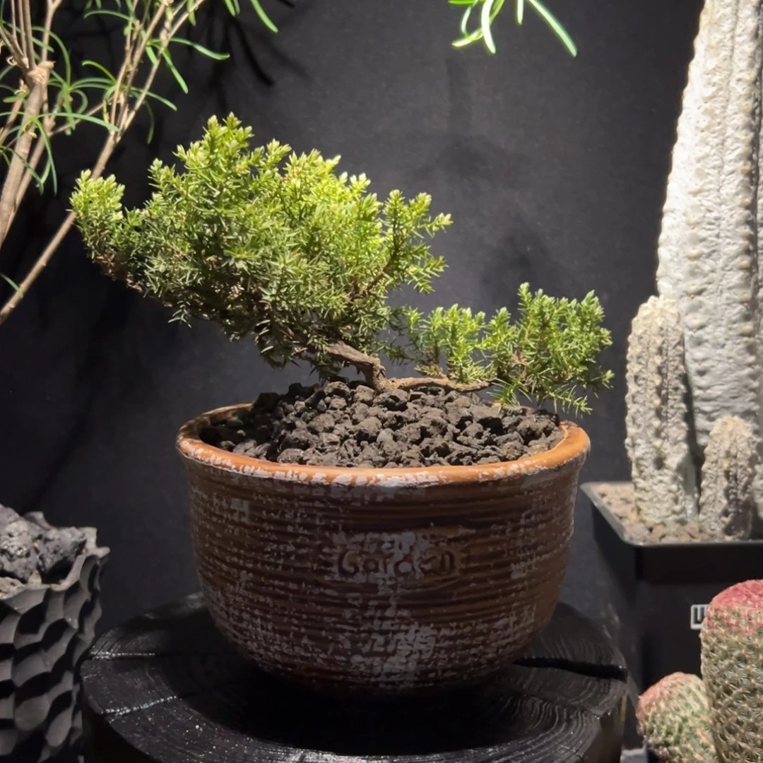 A29潮流植物微景观一物一拍