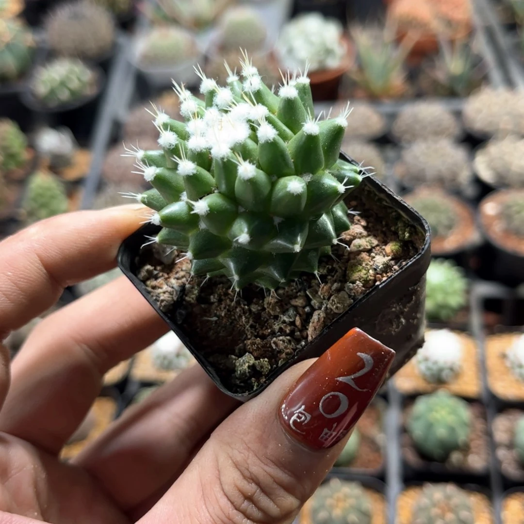 单头雪糕单头发货有根发货