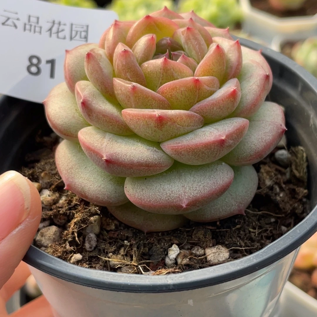 81号糖心冰心珍妮 罗浮宫