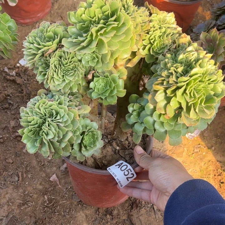 绿缀多肉植物052.