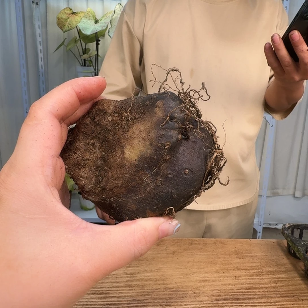 天****无花朵哄你开心   00322