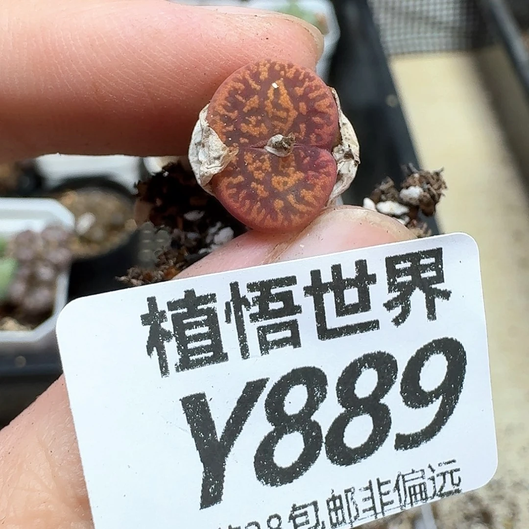 多肉植物的人生是df