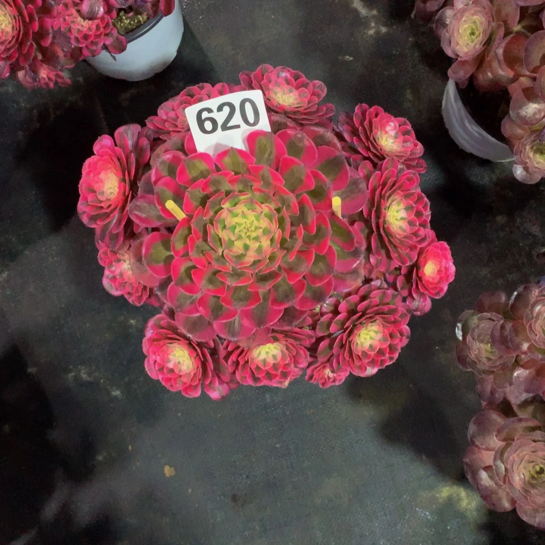 红铜白620法师多肉