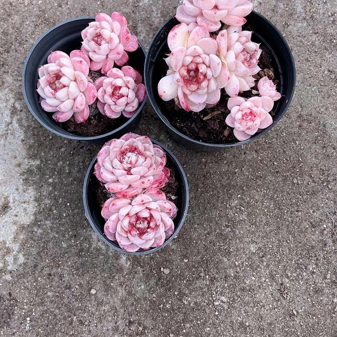 恋**景2002  鹅三颗 六月六