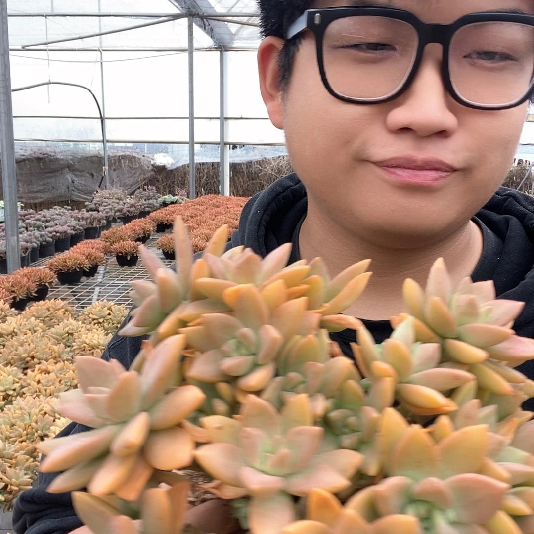 黄金奶油布丁特价多肉