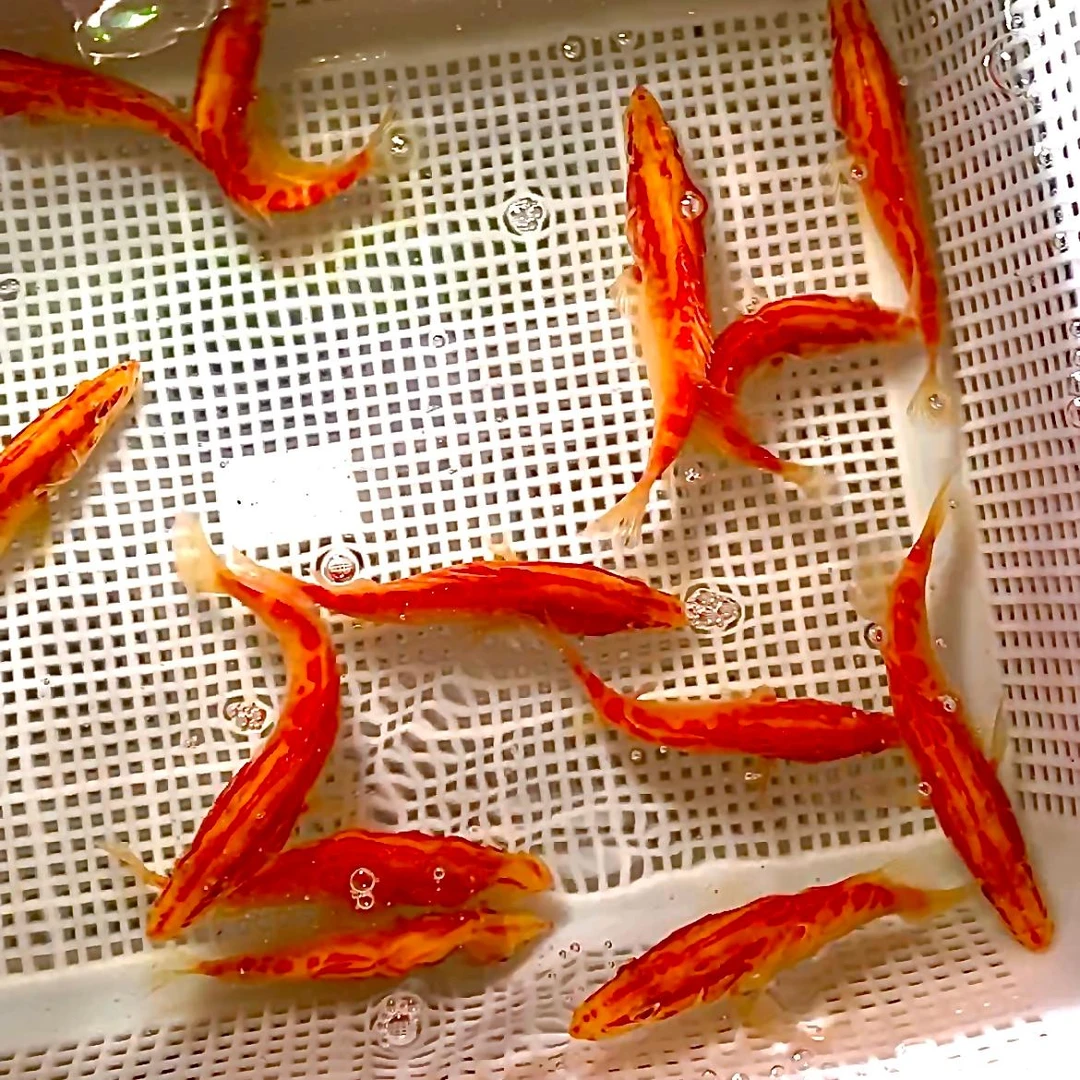 中华赤焰虎-红纹黄金鳜鱼10-15cm白子红眼黄身不褪不反沙