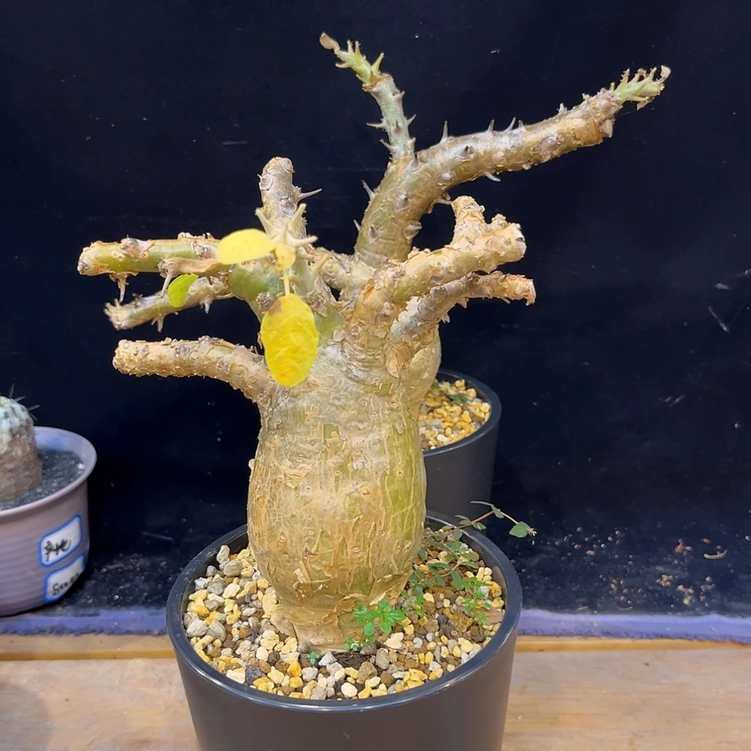 汤圆植物麻疯树好看的