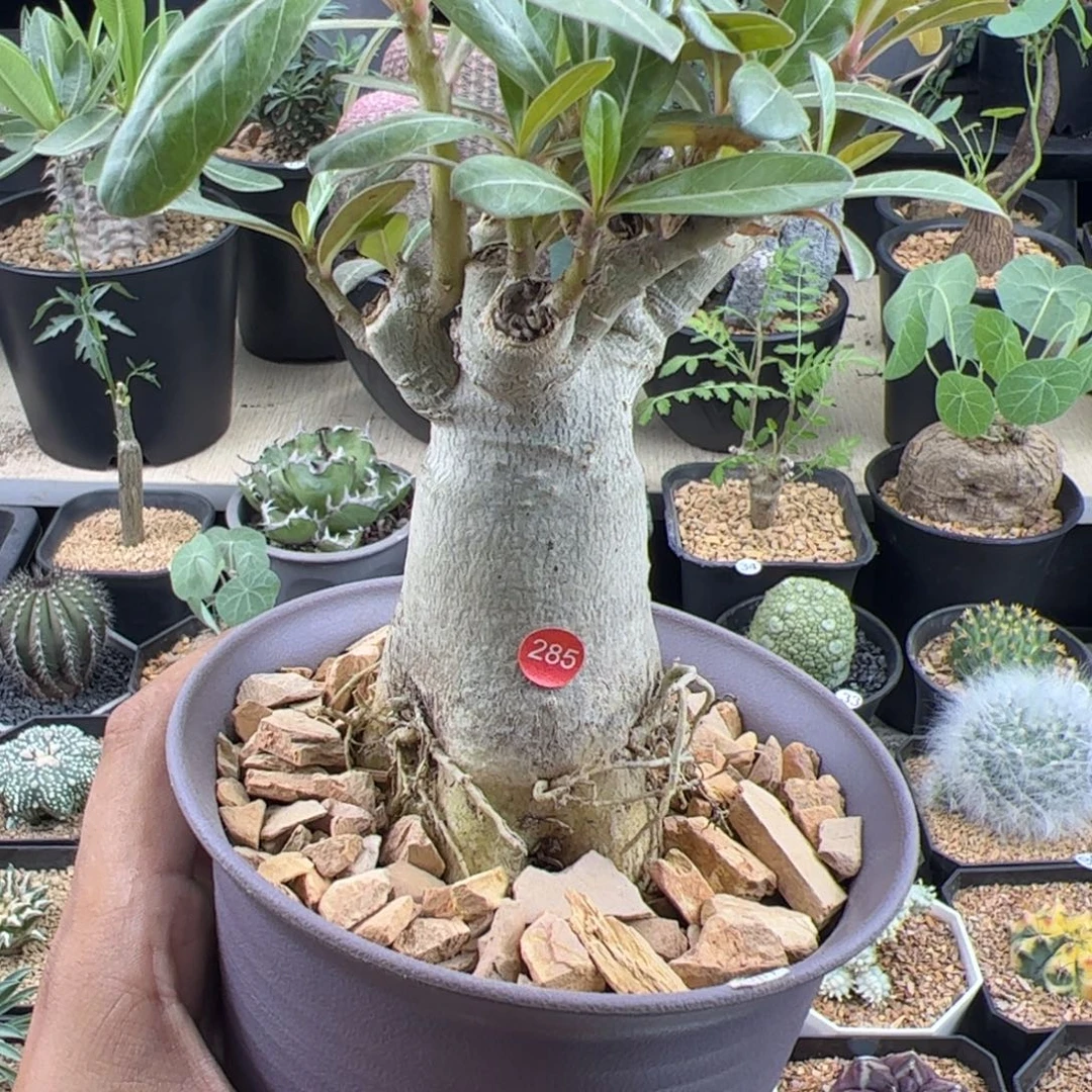 哥斯拉沙漠玫瑰一物一拍默认脱土发