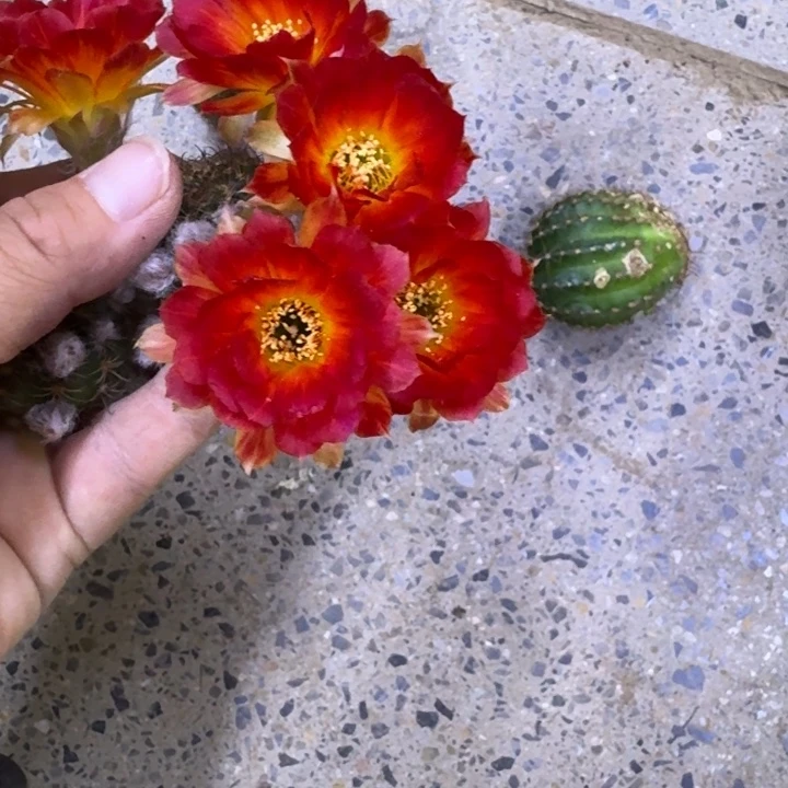 261丽93歪无根侧牙3公分左右，20包邮