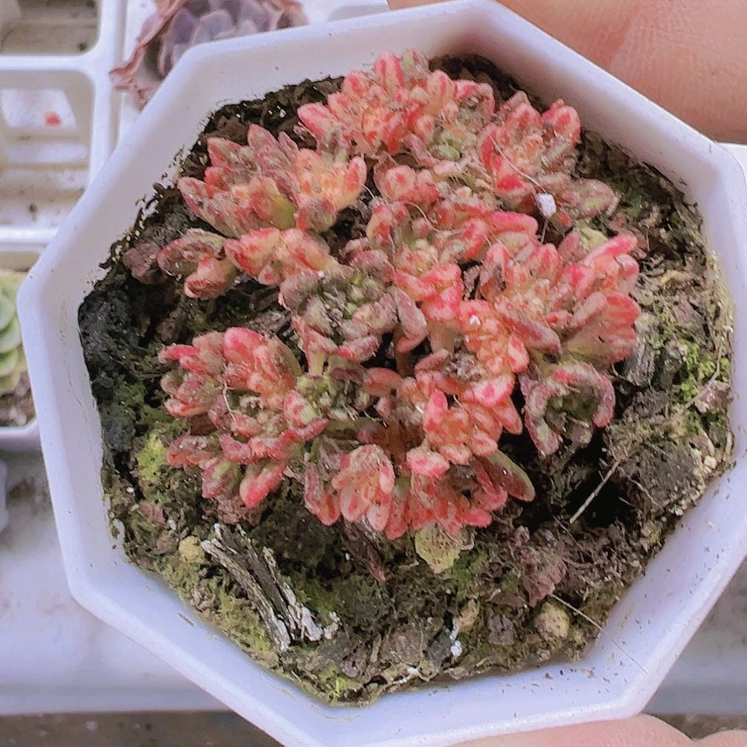 834小人际锦多肉植物