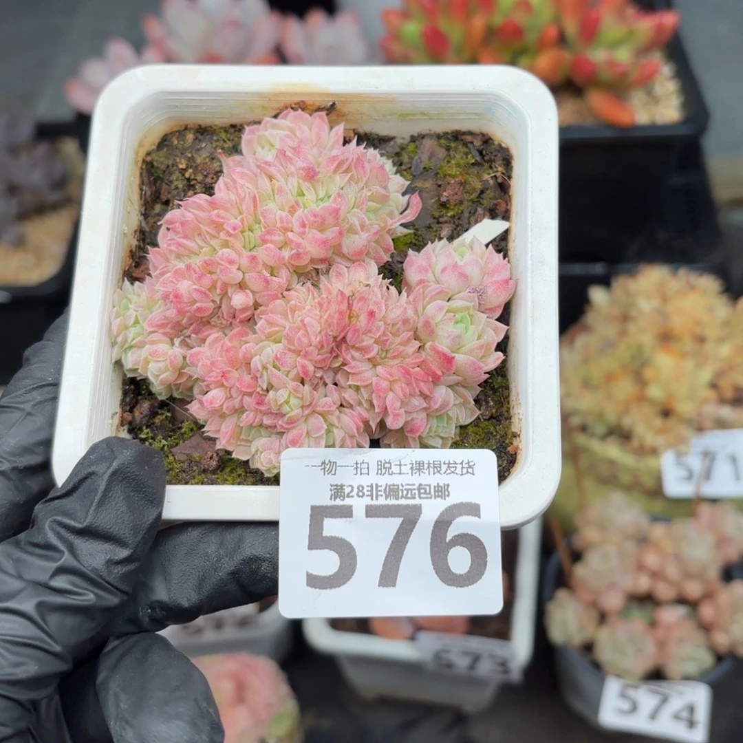 羊脂球缀化无盆土发货