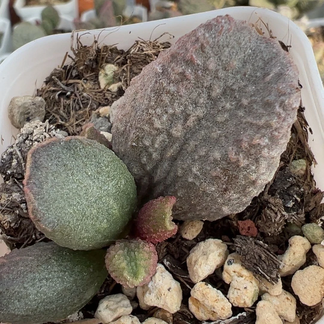 实生新品大苗多肉植物水泡