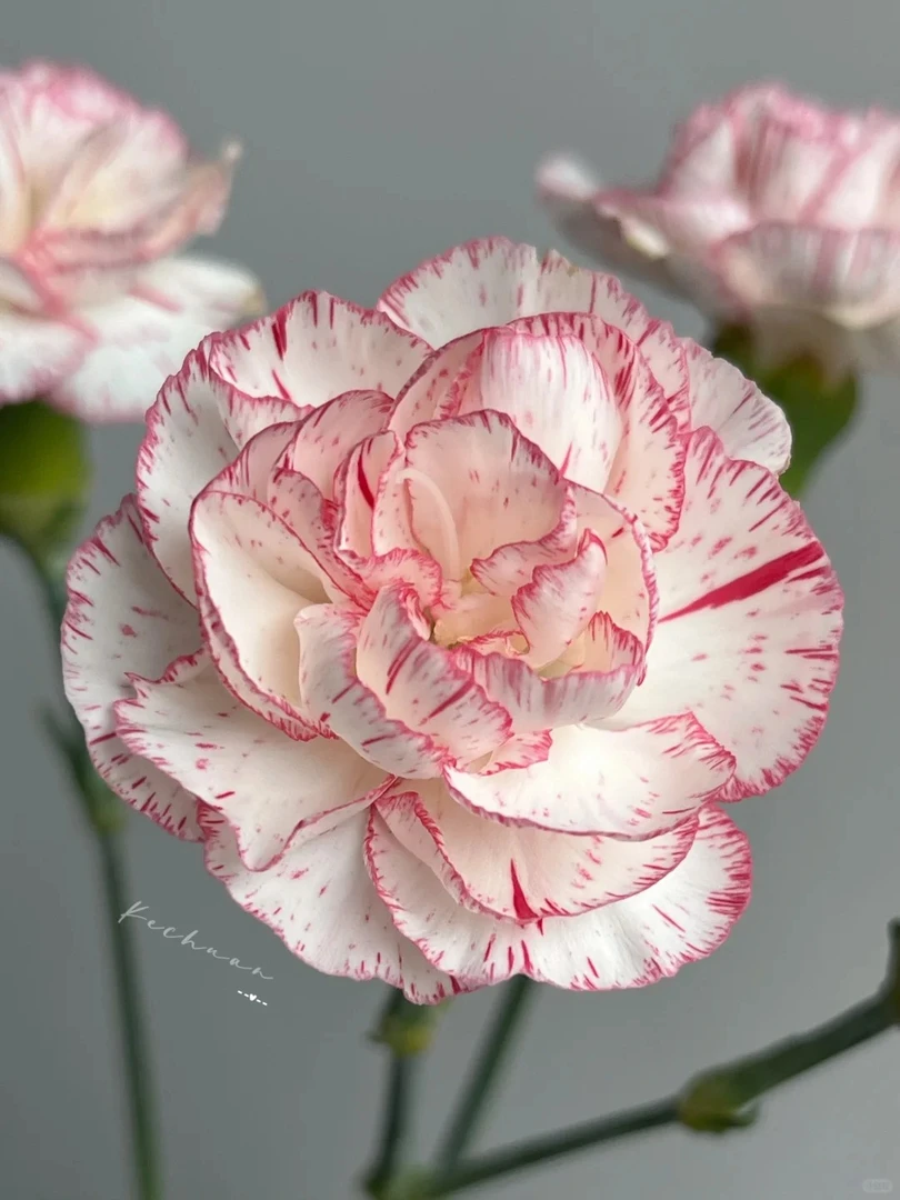 婵之语花咖  流星雨多头康乃馨