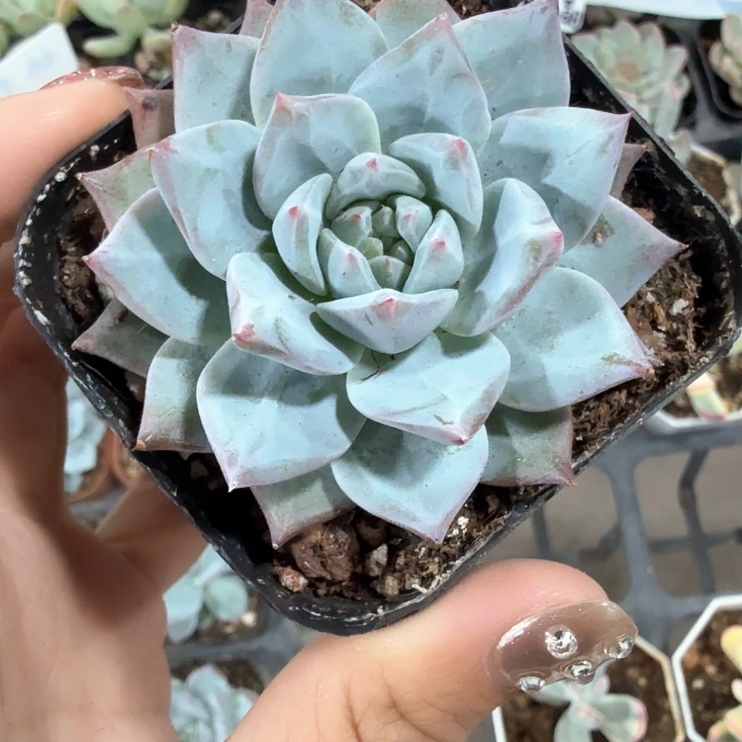 精品粉蓝鸟多肉植物