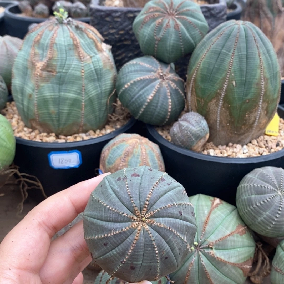 2欧系实生布纹球 一物一拍