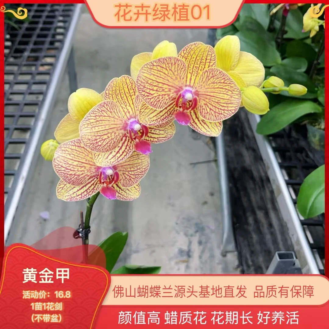 【黄金甲01】高端精品蝴蝶兰室内盆栽