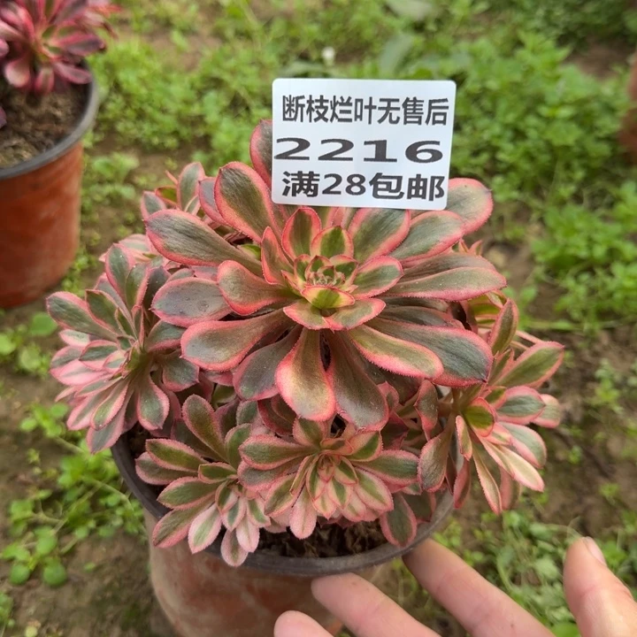 2216三号棚初恋多肉