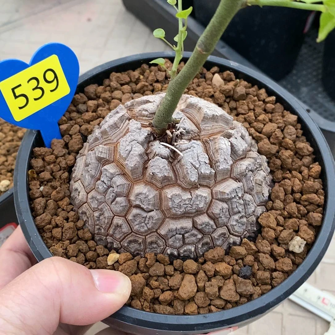 南非龟甲龙龟甲龙