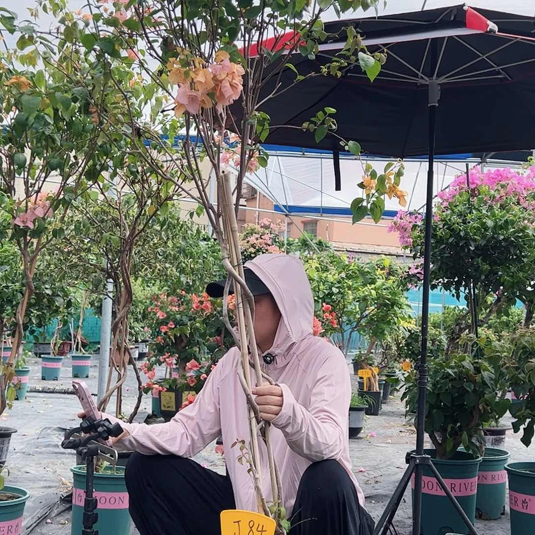 当前无花栽培后可以开花清*j84金发女郎
