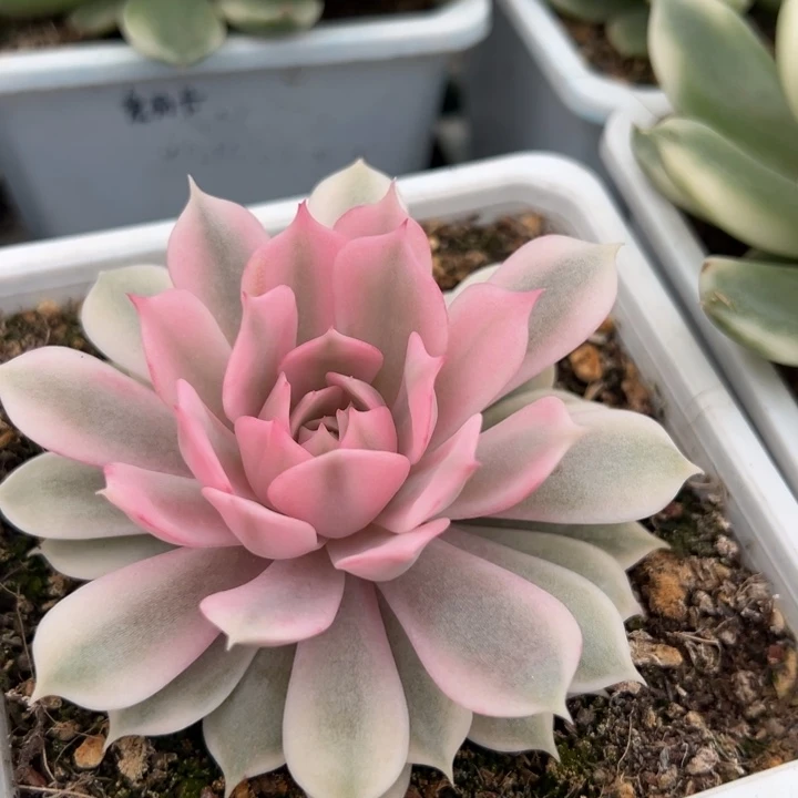 粉蝶锦一物一拍锦龙