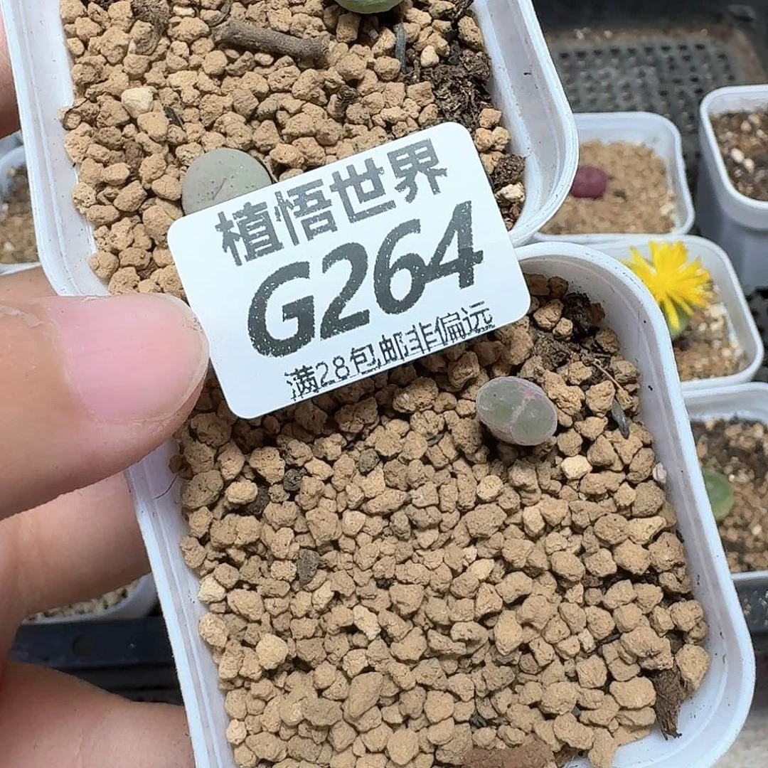 多肉植物的润泽额fg